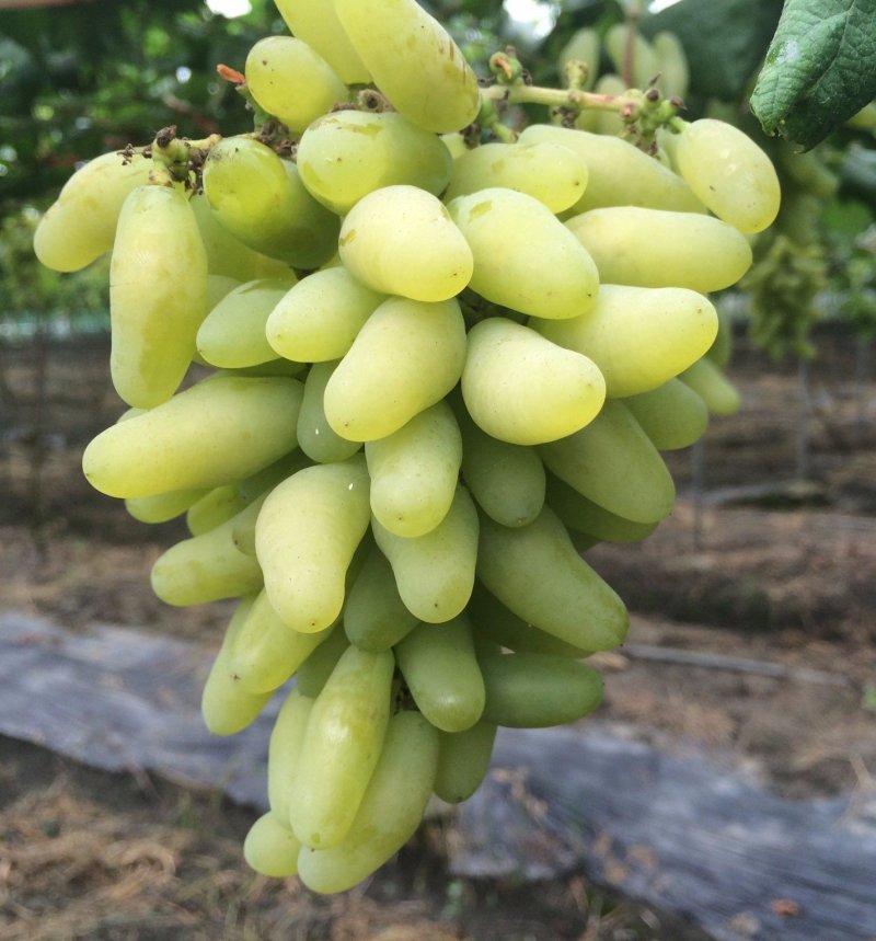 葡萄树苗金手指，基地直销，品种保证，当年挂果