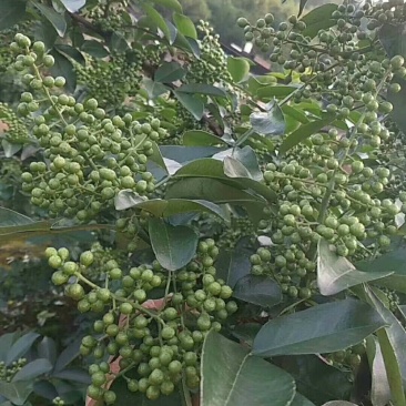 九叶青花椒苗抗病虫强寿命长，产量高。