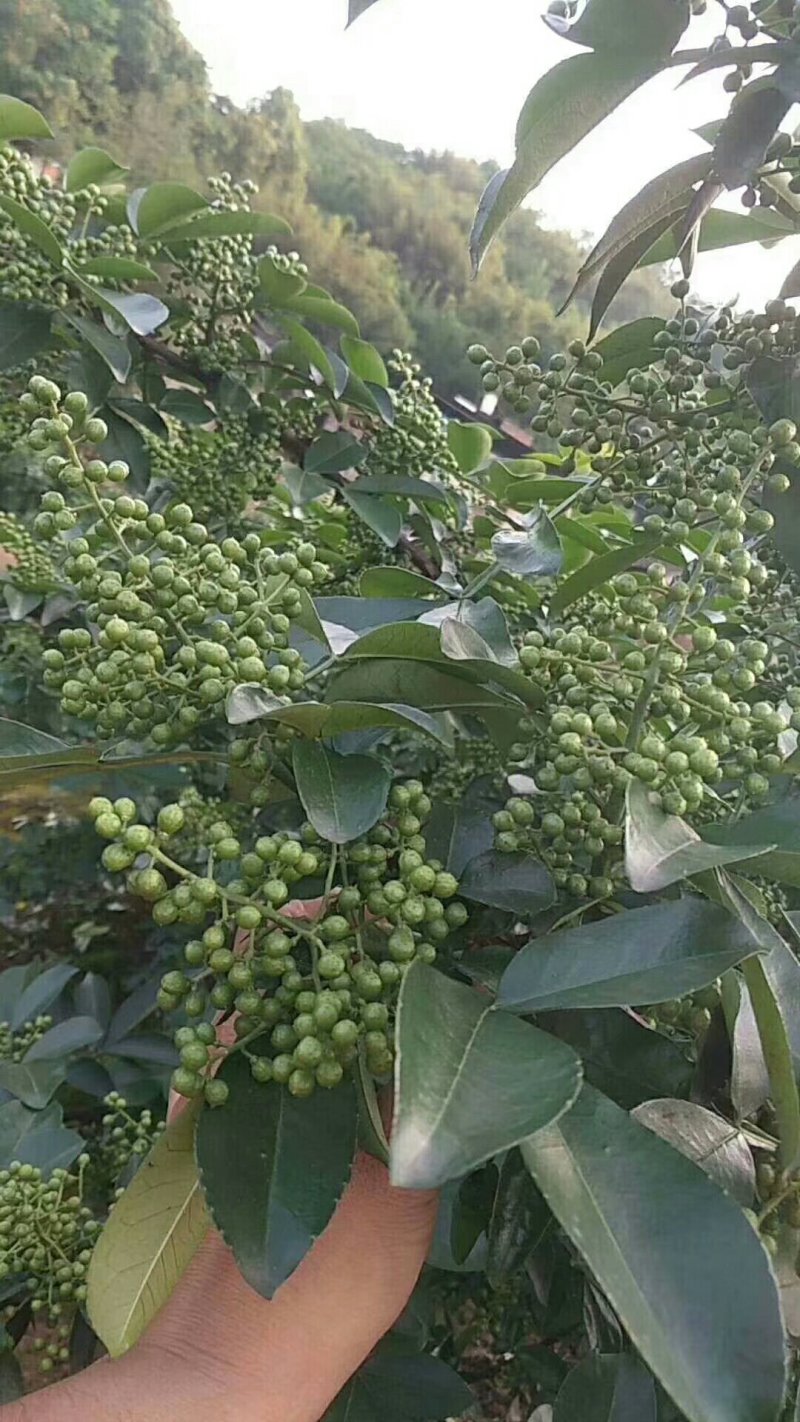 九叶青花椒苗抗病虫强寿命长，产量高。