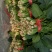 黑木耳菠菜