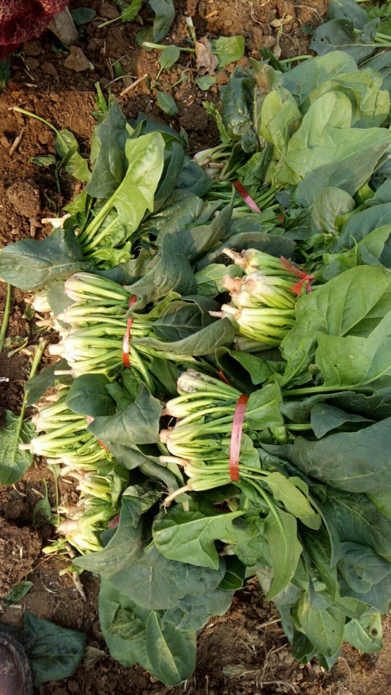 黑木耳菠菜