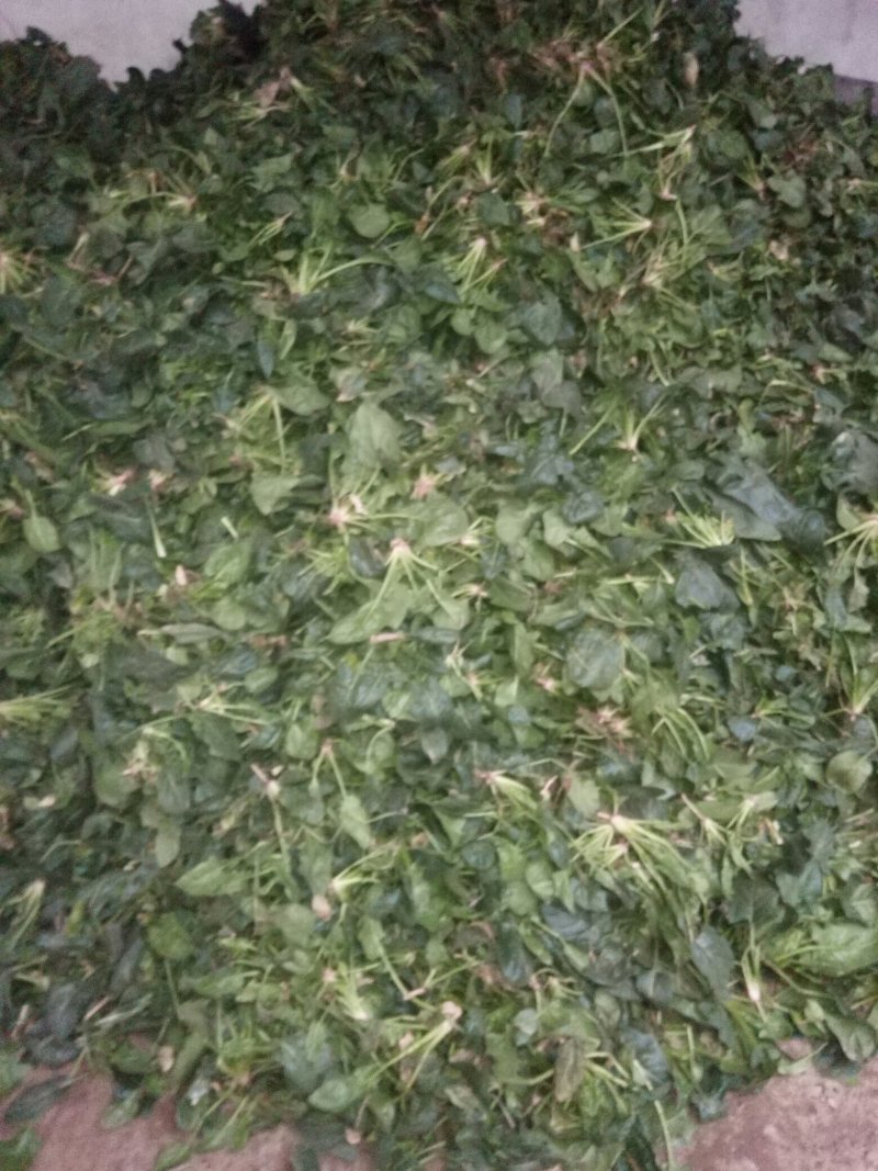 黑木耳菠菜