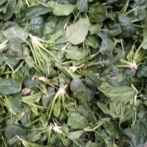 黑木耳菠菜