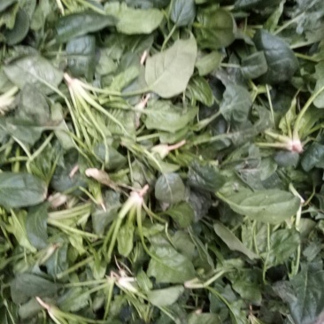 黑木耳菠菜