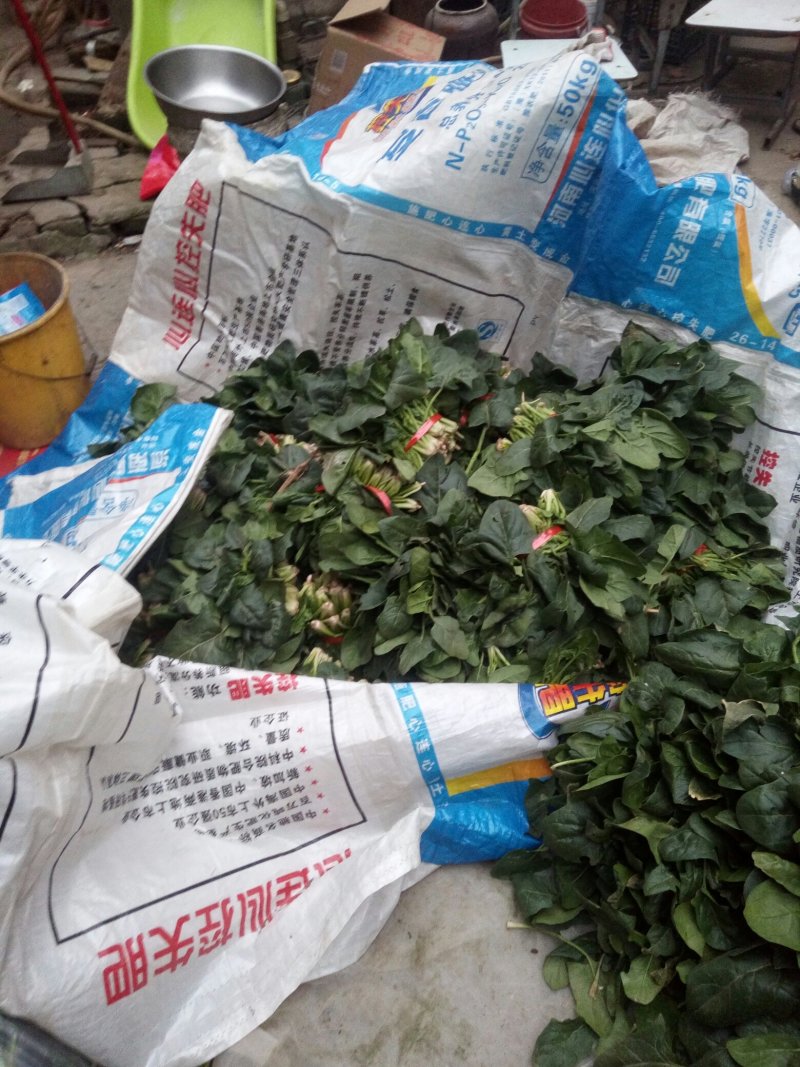 黑木耳菠菜