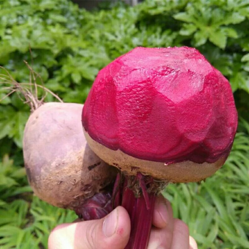 新鲜甜菜根现挖5斤装