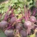 新鲜甜菜根现挖5斤装