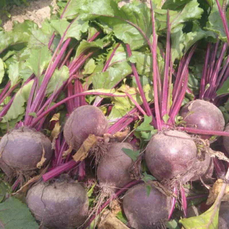新鲜甜菜根现挖5斤装