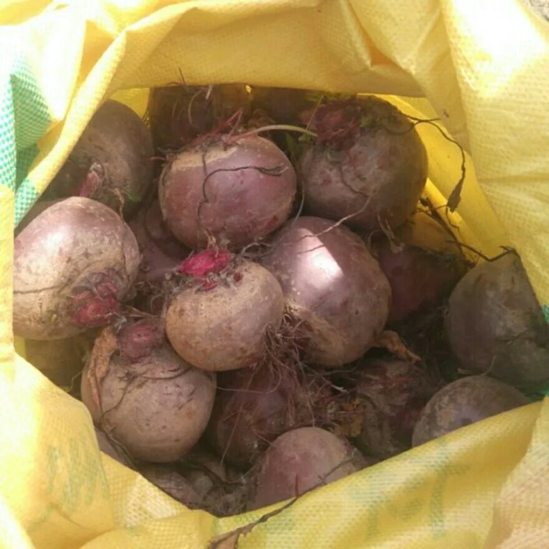 新鲜甜菜根现挖5斤装