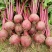 新鲜甜菜根现挖5斤装