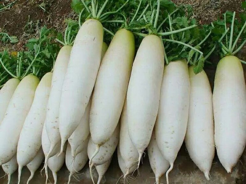 新鲜白萝卜5斤装
