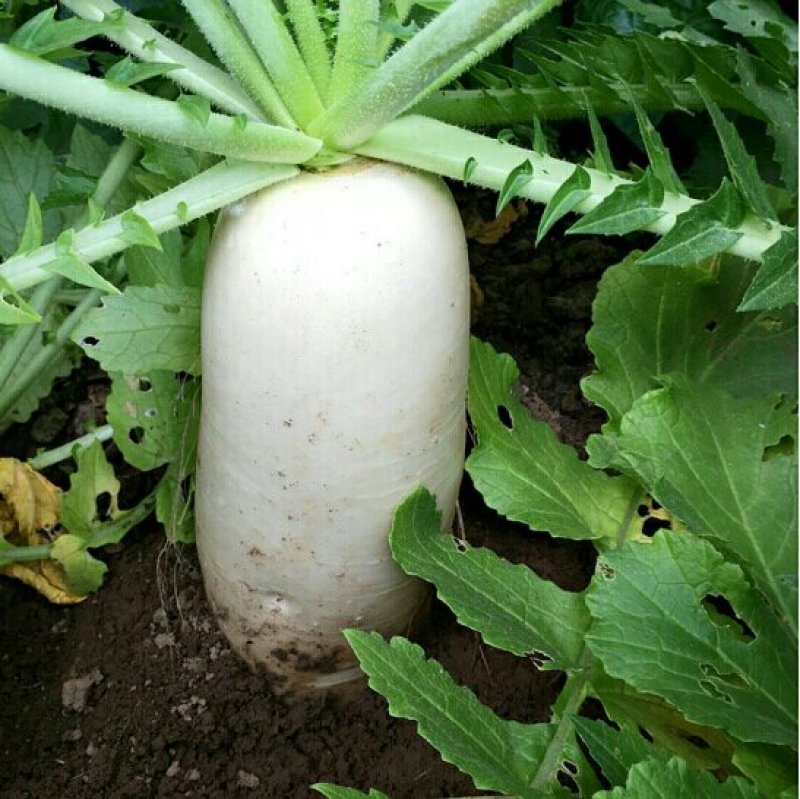 新鲜白萝卜5斤装