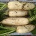 新鲜白萝卜5斤装