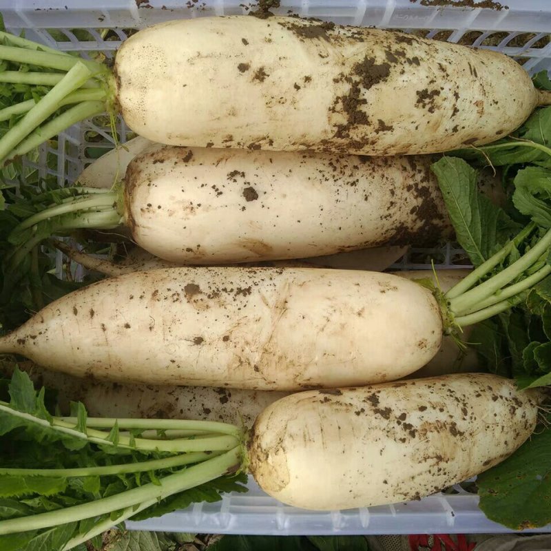 新鲜白萝卜5斤装