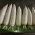 新鲜白萝卜5斤装