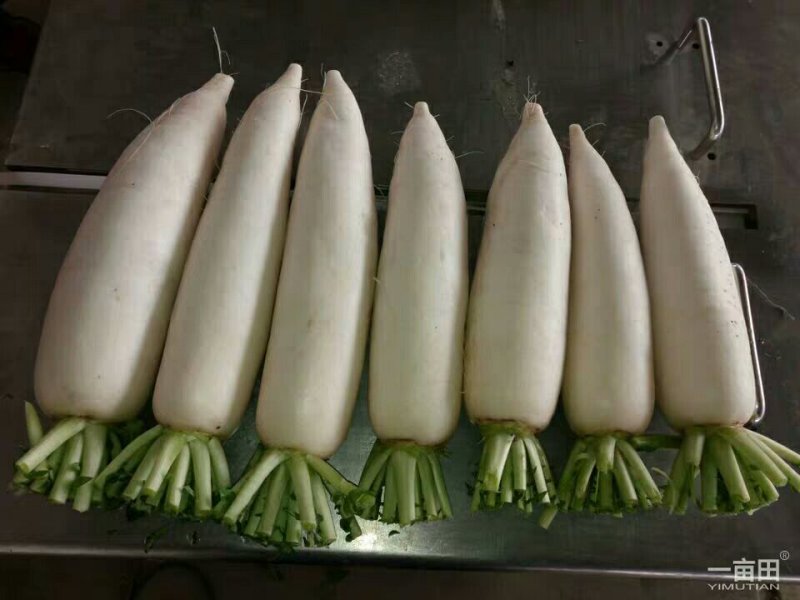 新鲜白萝卜5斤装