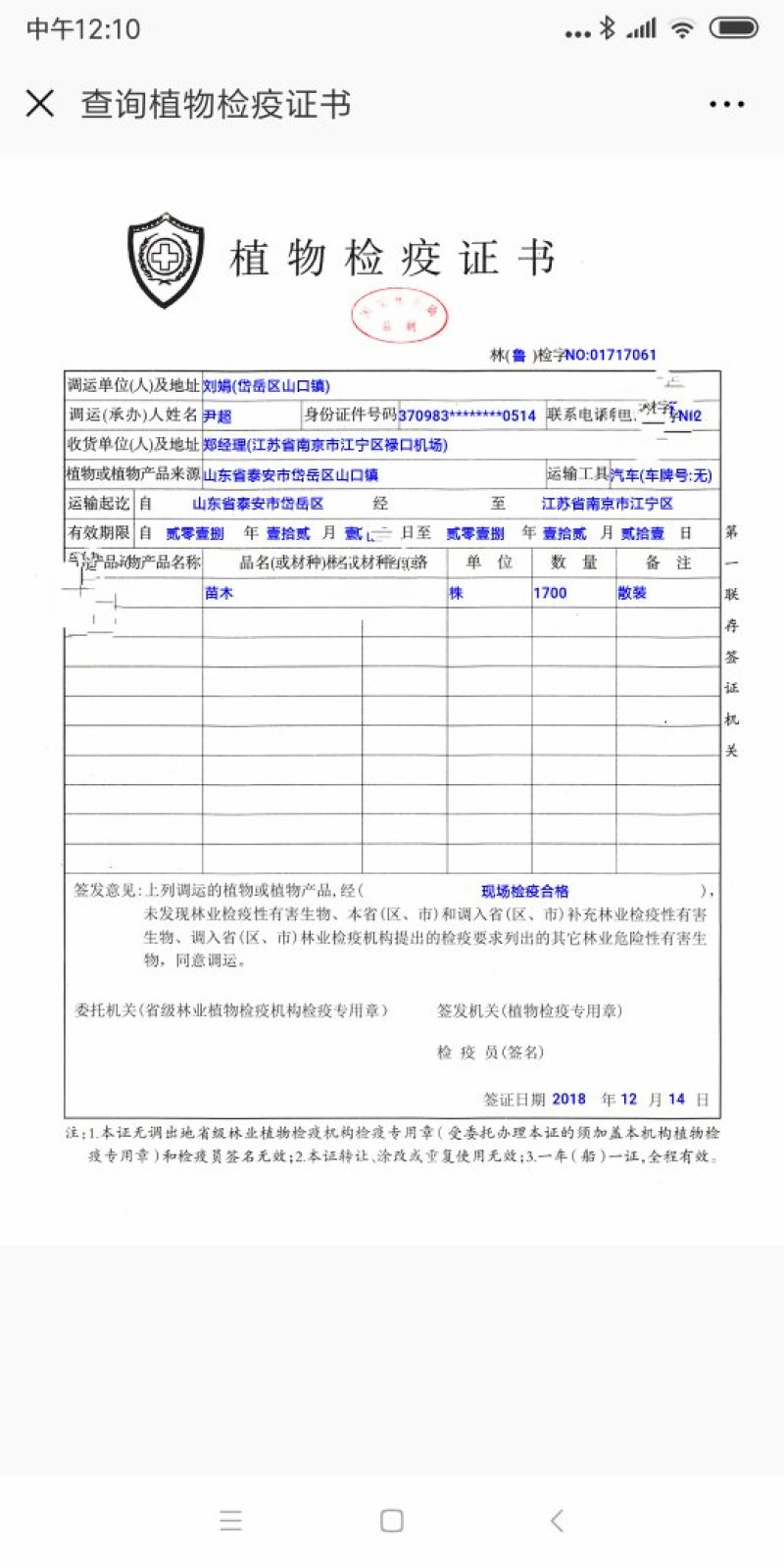 【苹果苗】露利苹果苗苹果早熟新品种露利苹果苗7月中旬成熟