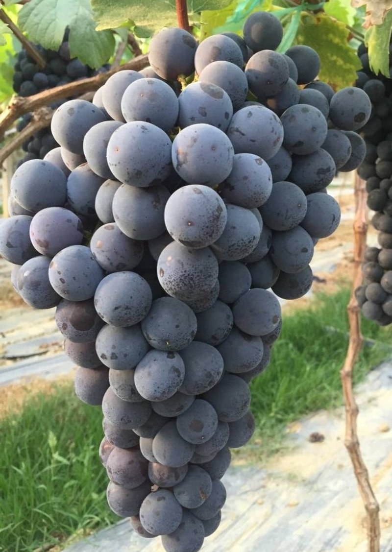 葡萄树夏黑无核葡萄，品种苗，各种规格，基地直销