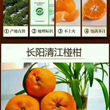 正宗长阳清江椪柑产业基地