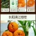 正宗长阳清江椪柑产业基地