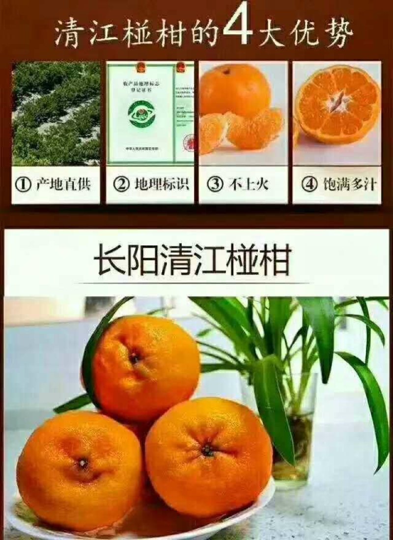 正宗长阳清江椪柑产业基地