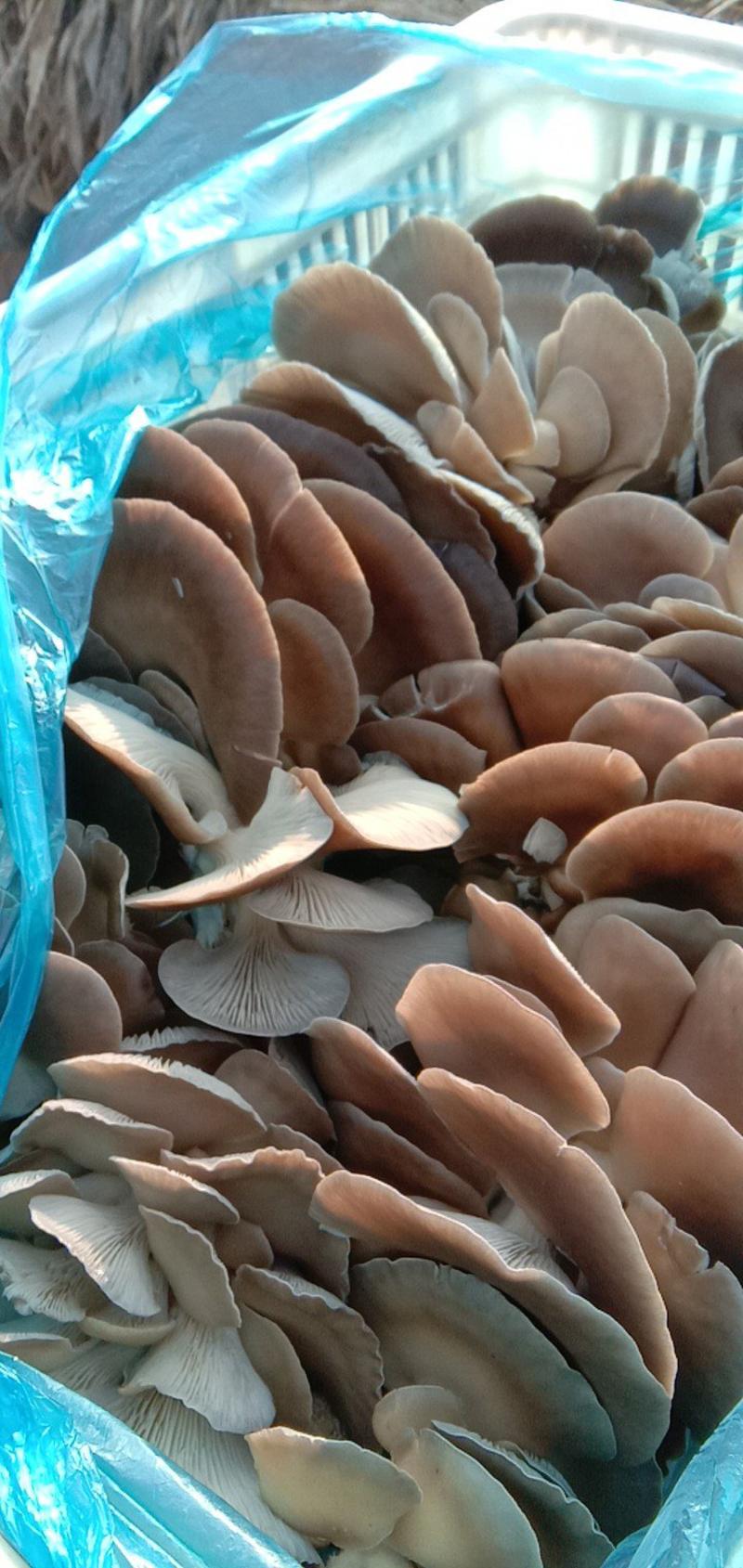 河北邯郸鲜平菇灰平菇，黑平菇，蘑菇。食用菌。5~8