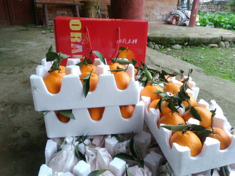 蒲江春见(耙耙柑)品质供货果园直发包邮一件代发诚招招代理