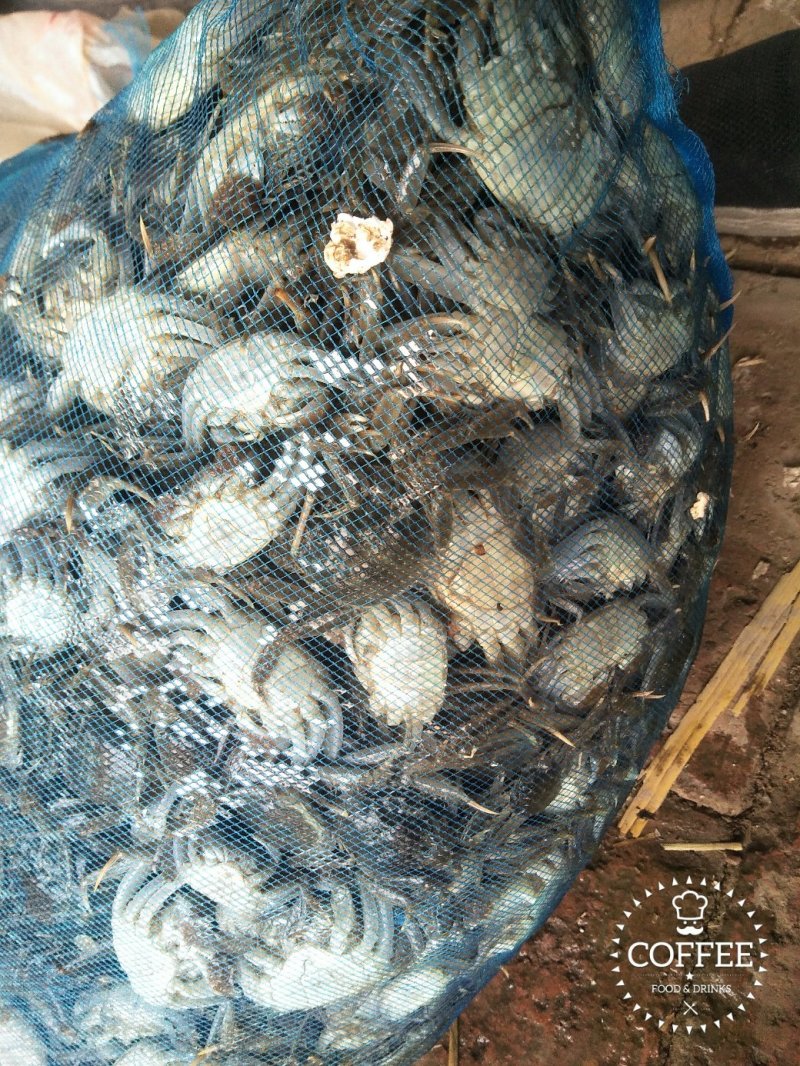 蟹苗