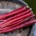 紫胡萝卜5斤装