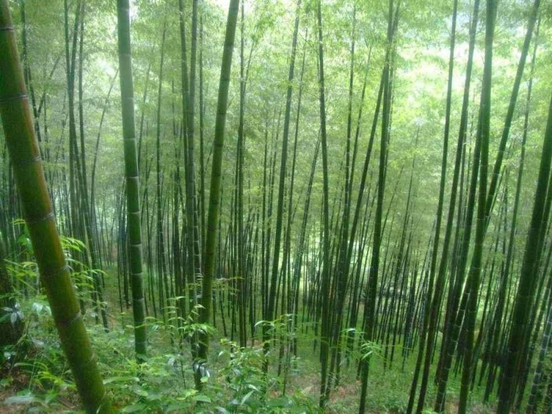4至6公分绿化楠竹用