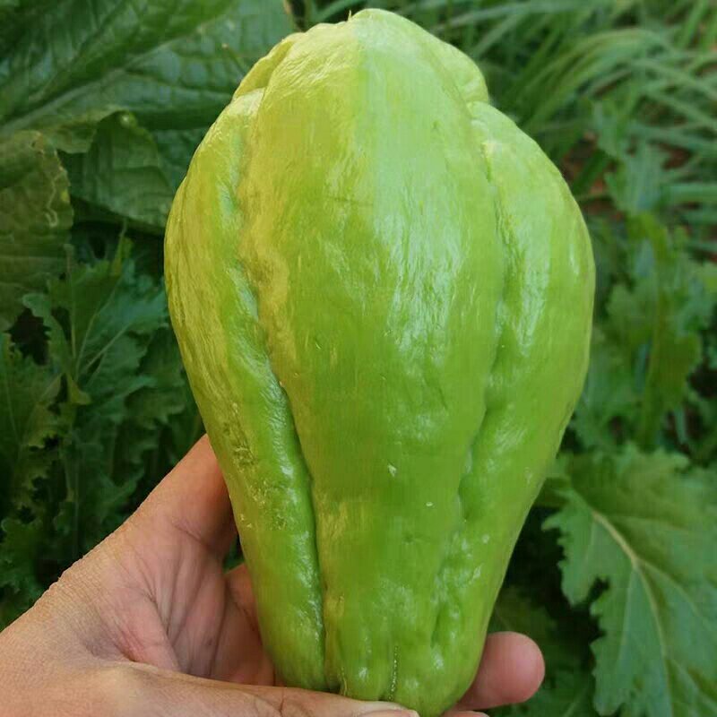 新鲜佛手瓜，10斤装，26元一箱