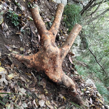 花皮榔