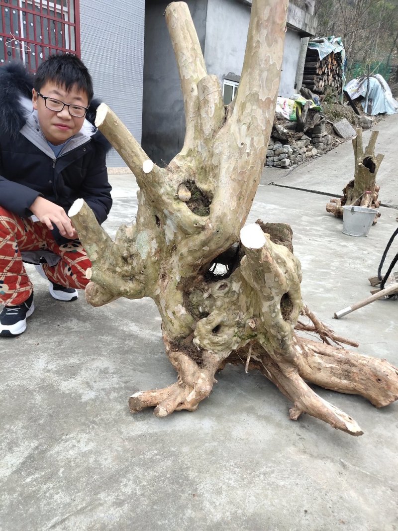 紫薇