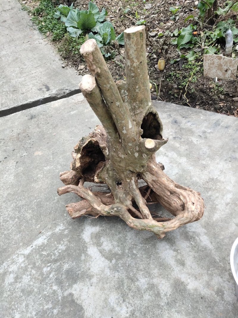 紫薇