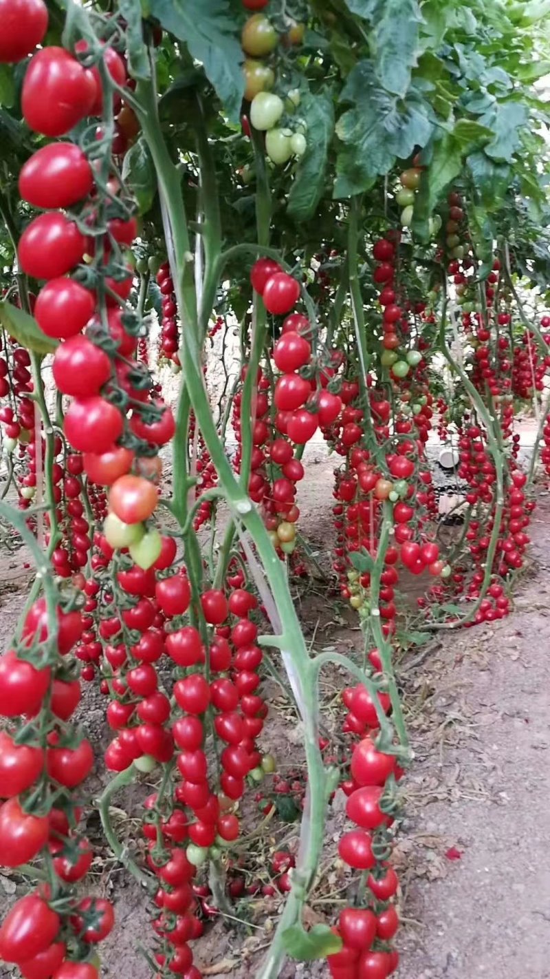 圣女果阳光玫瑰千禧小番茄紫色黑色小番茄种子