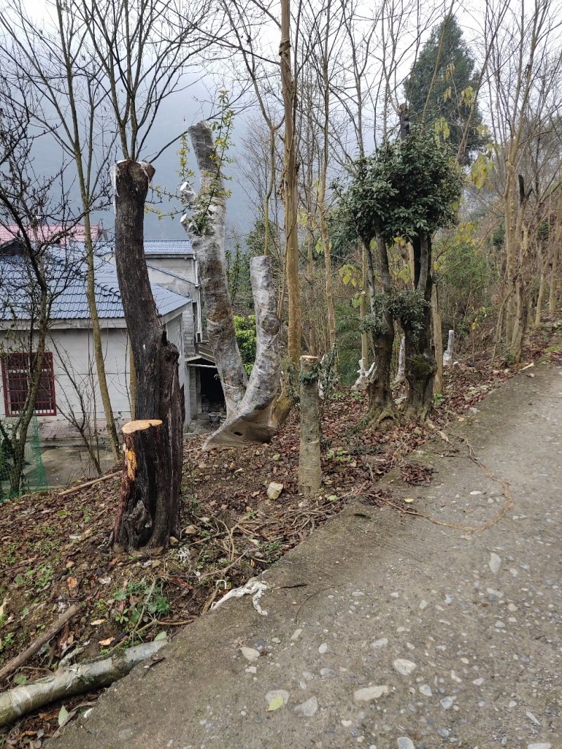 金弹子