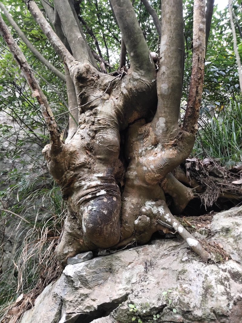 朴树
