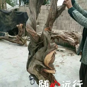 崖柏