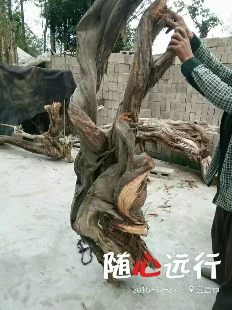 崖柏