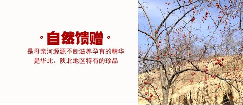 陕北狗头枣产地供应一件代发欢迎全国老板