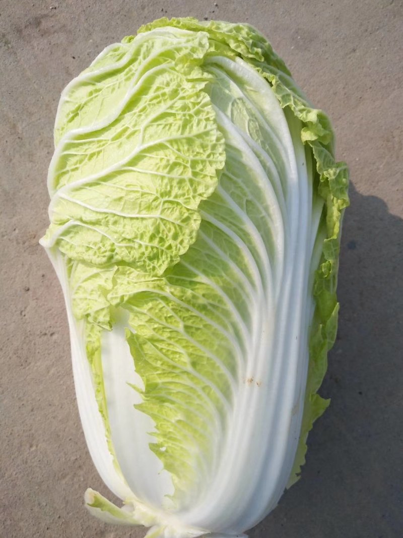 青杂白菜(产地直供)货源充足，绿翠源果蔬专业合作社