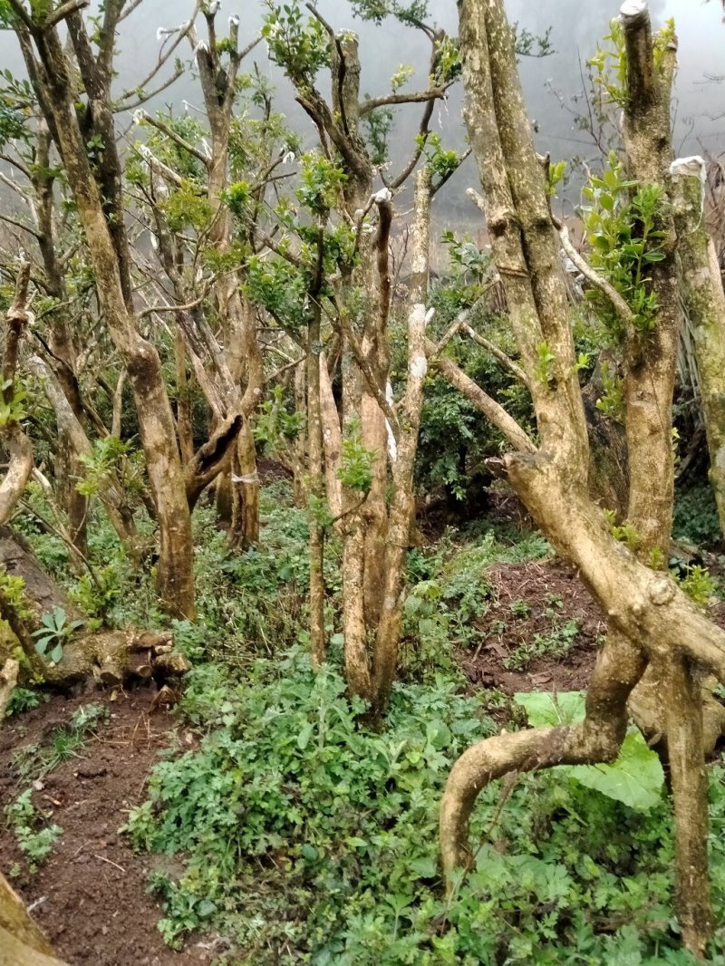黄杨，黄杨盆景，黄杨熟桩，黄杨老桩，黄杨下山桩