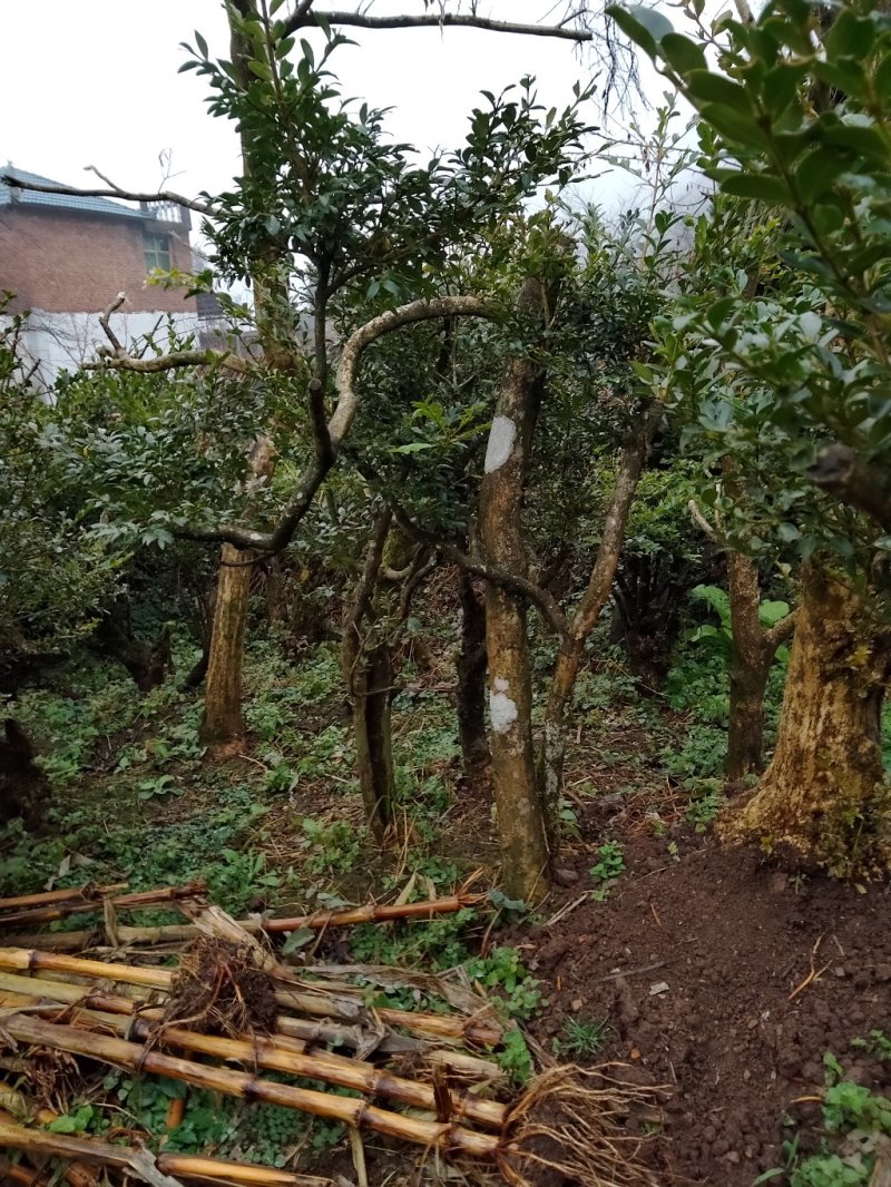 黄杨，黄杨盆景，黄杨熟桩，黄杨老桩，黄杨下山桩