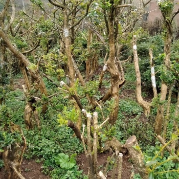 黄杨，黄杨盆景，黄杨熟桩，黄杨老桩，黄杨下山桩