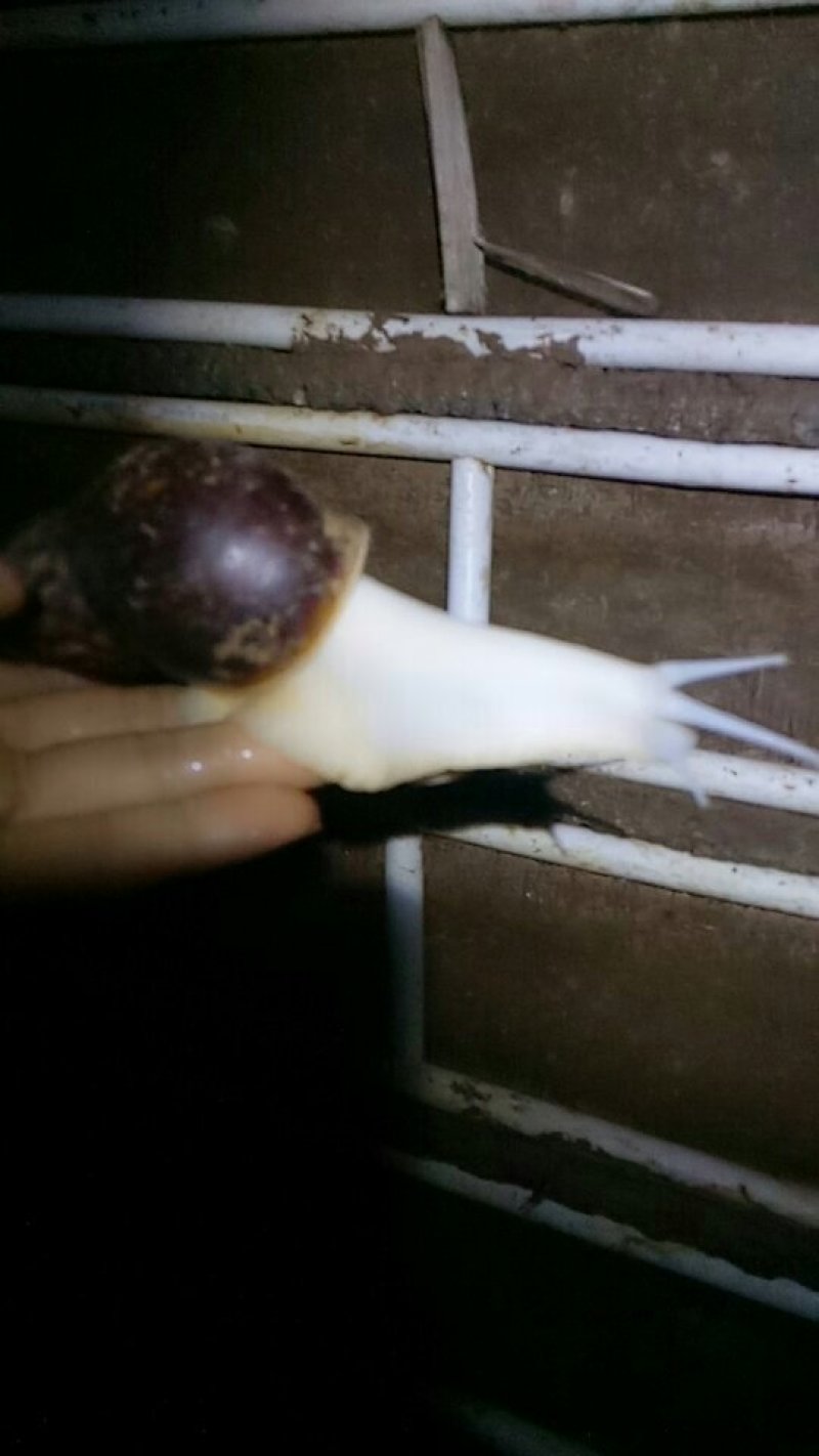 白玉蜗牛