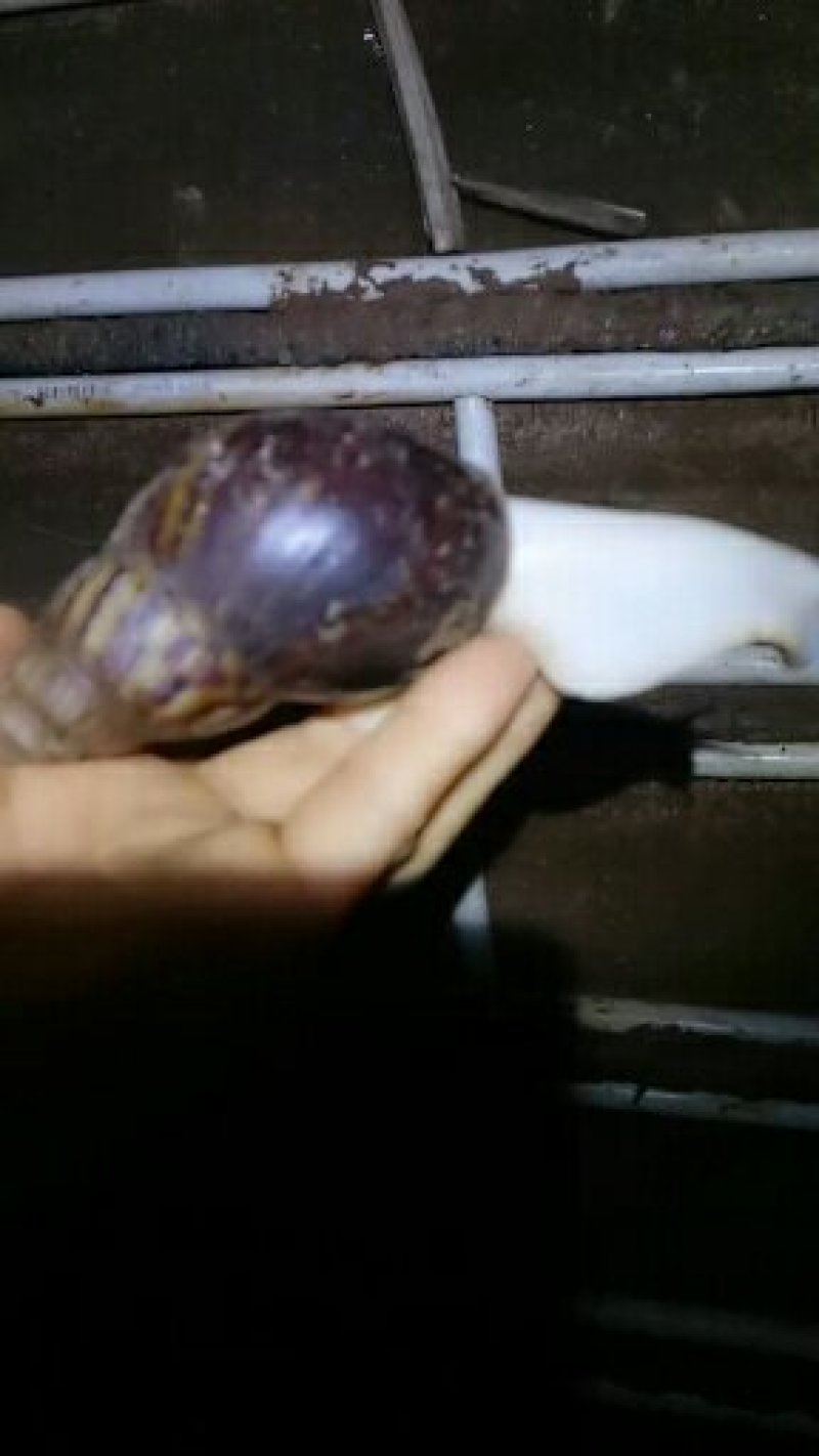白玉蜗牛