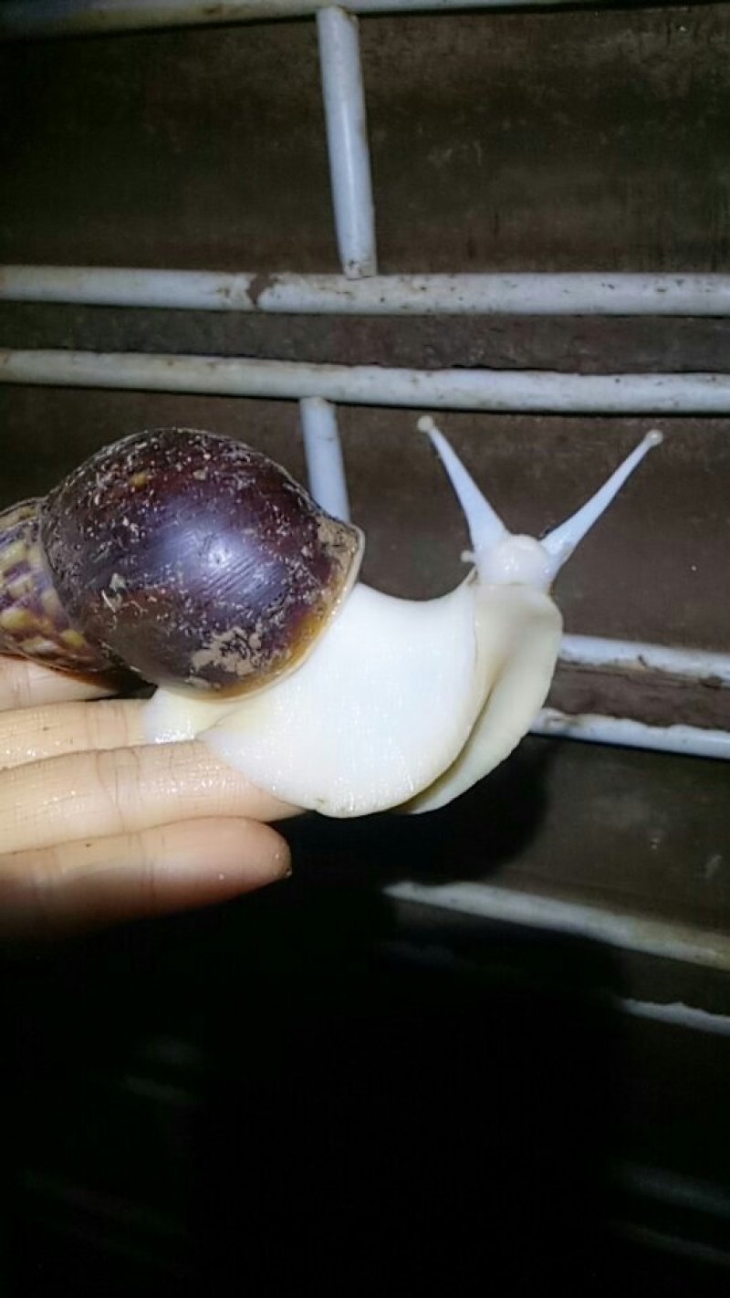 白玉蜗牛