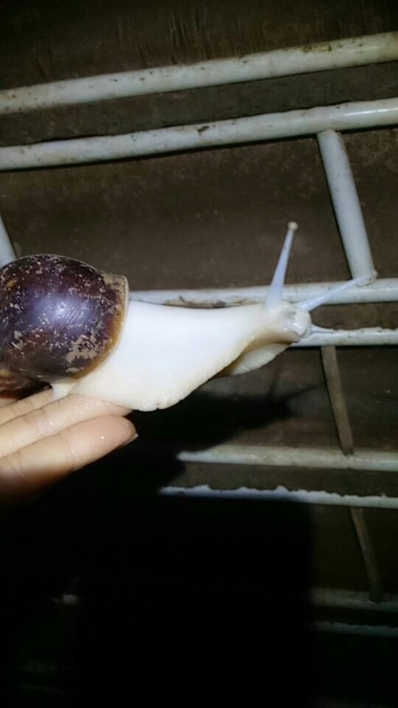 白玉蜗牛