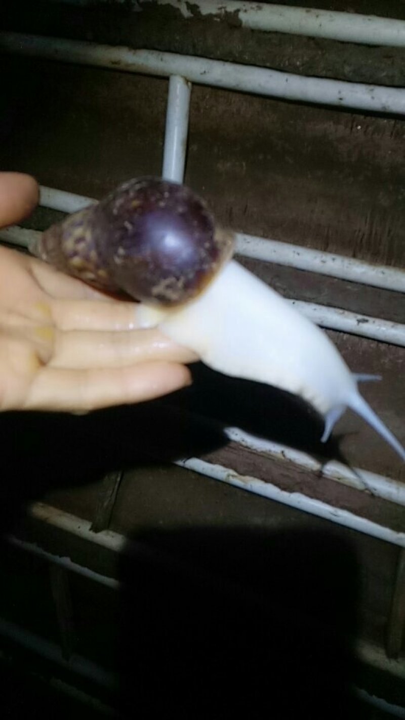 白玉蜗牛
