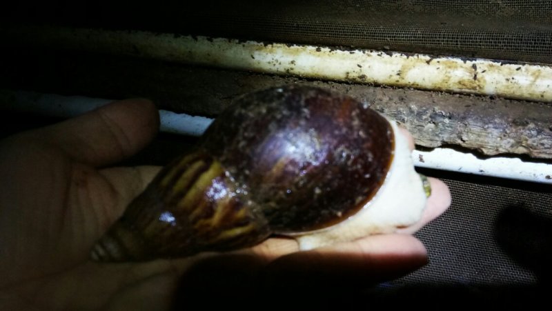 白玉蜗牛
